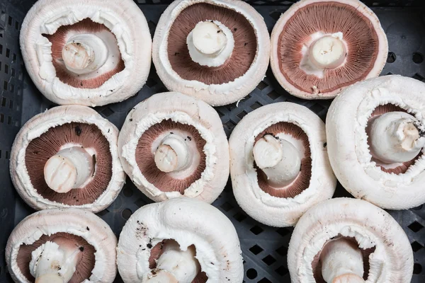 Fresh champignons in boxes on a production
