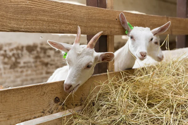 Goatlings feeding on animal farm