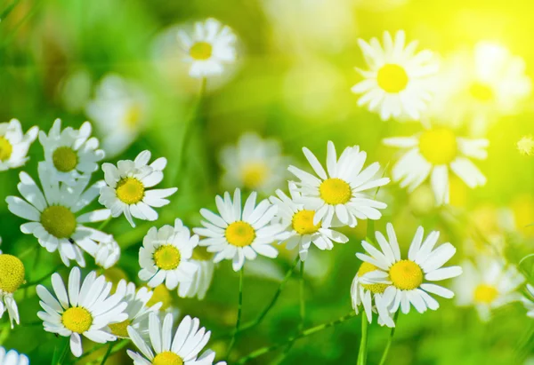 Floral nature daisy abstract background