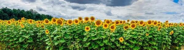 Sunflowers field by summertime.