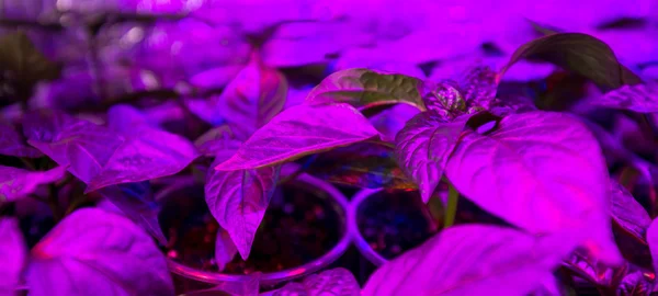 LED lighting Grow plants