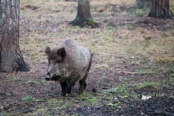 Wild boar running in the woods among the trees