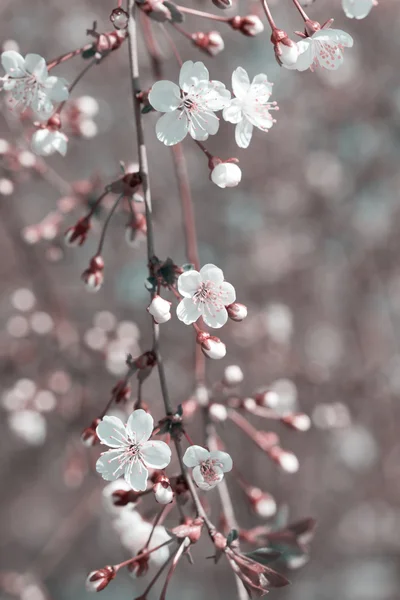 Branch of the blossoming cherry