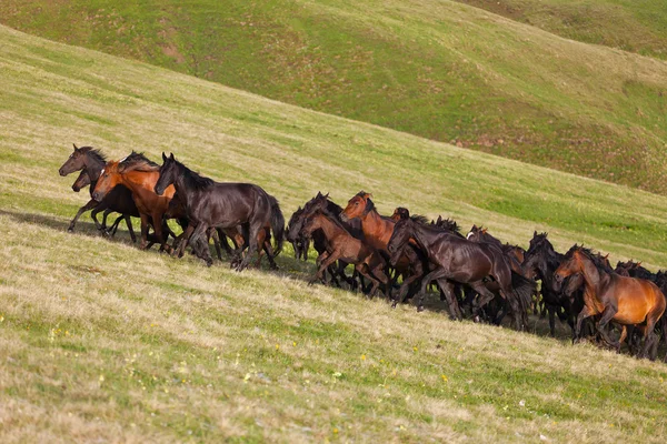 Herd of horses on a summer pasture