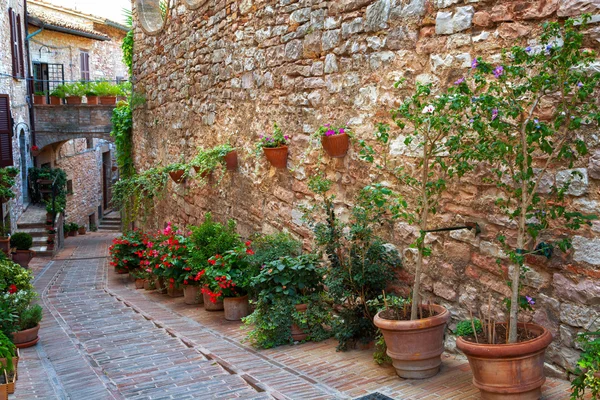 Plants in pots on narrow street