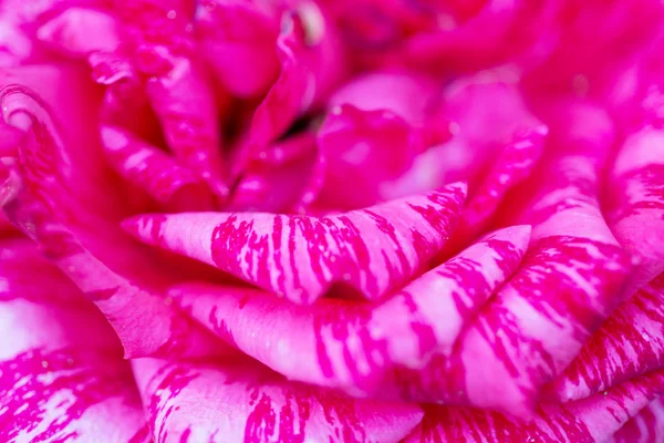 Petals of pink roses with stripes closeup