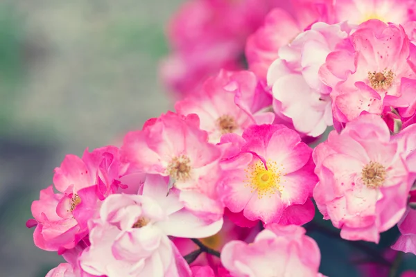 Beautiful pink roses close-up, toning