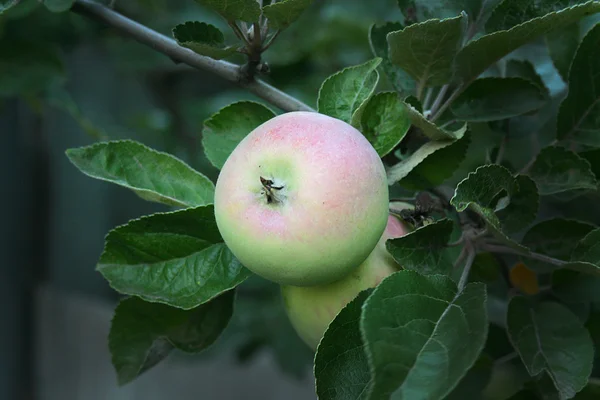 Fruit tree fruit - apple
