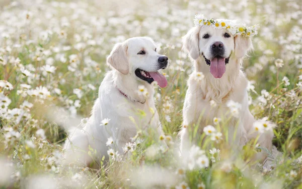 Two young Golden Retriever in the flower meadow.