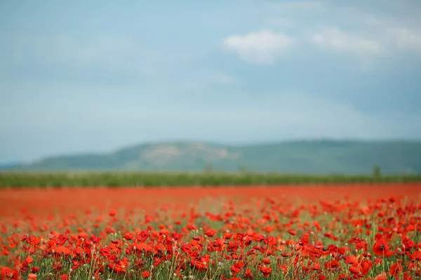Bright summer field of red poppies