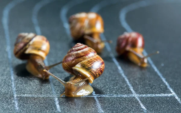 Snails on the athletic track