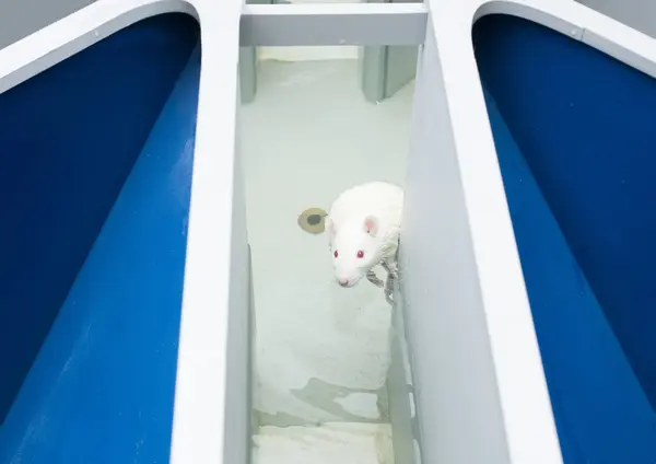 Laboratory white rat