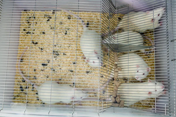 Laboratory white rats