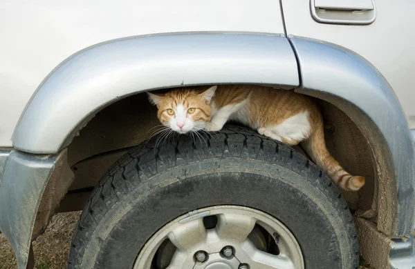 Cat on car weal