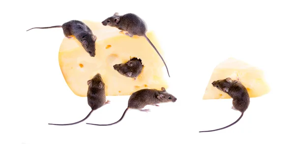 House mice on a piece of cheese