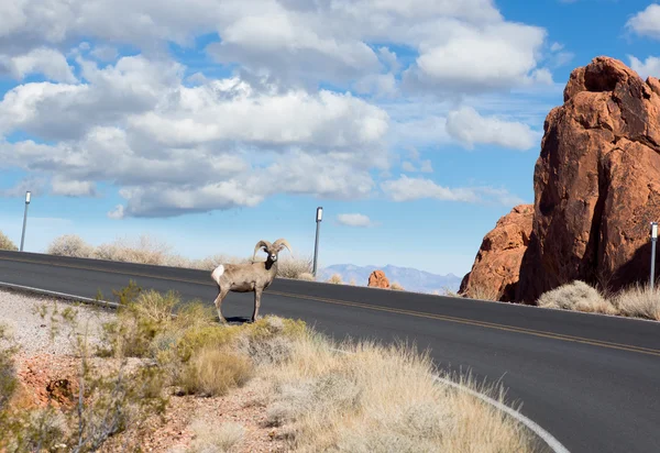 Bighorn sheep  on the road