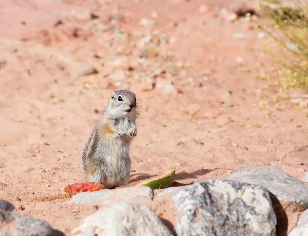 White-tailed  Antelope Squirrels