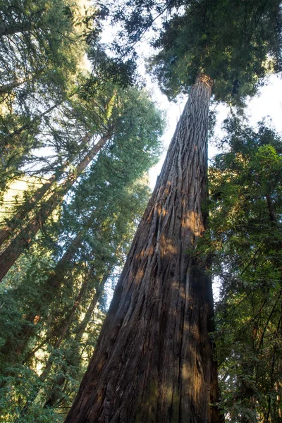 Sequoia trees Redwood in California