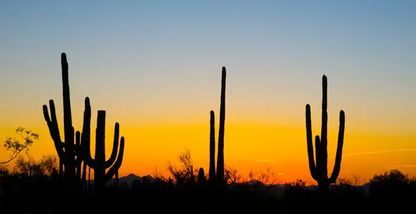 Cactus silhouettes over sunset