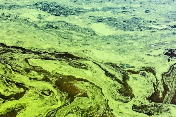 Polluted waters by toxic chemicals with green and yellow scum