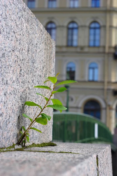 Plant grow up through brick pave
