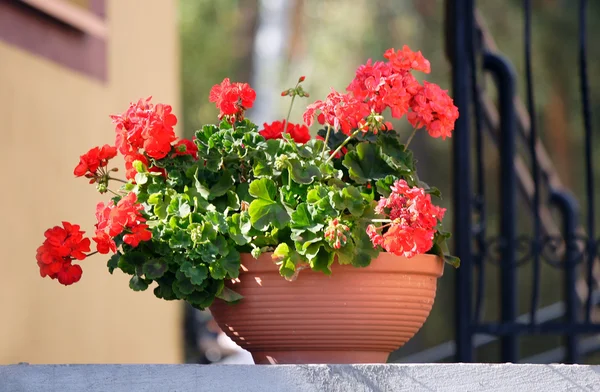 Flowers on staircase  of house