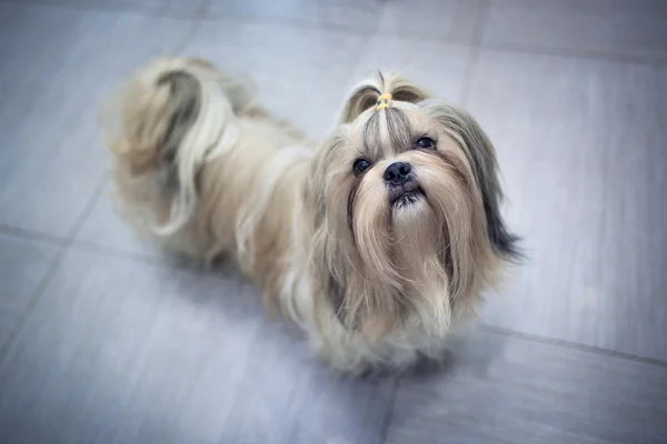 Shih tzu dog