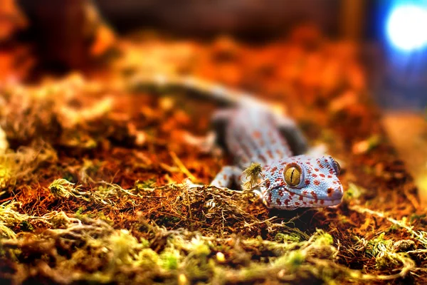 Exotic animal tokay gecko lizard