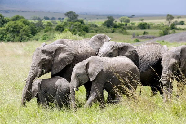 Big family of African bush elephant (Loxodonta africana)