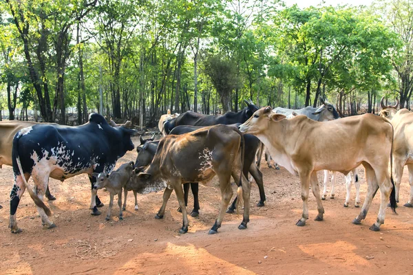 Thailand white cow herds