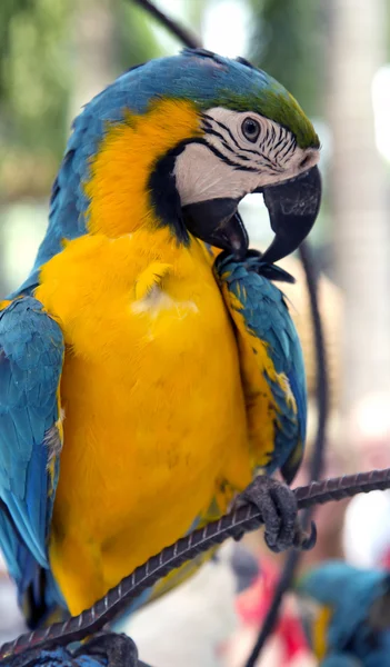 A colorful portrait of a blue and gold macaw parrot