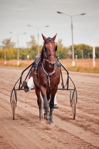 Racing for the horses trotting breeds