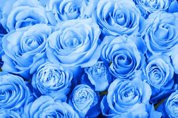 Blue roses background