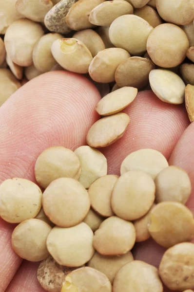 Green lentil seeds in hand