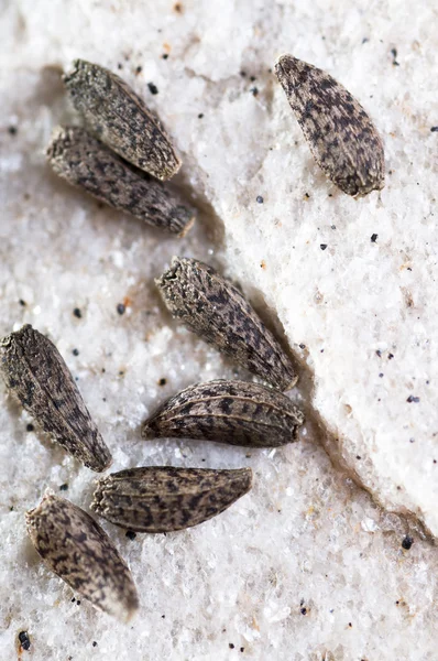 Burdock seeds on stone cutting board