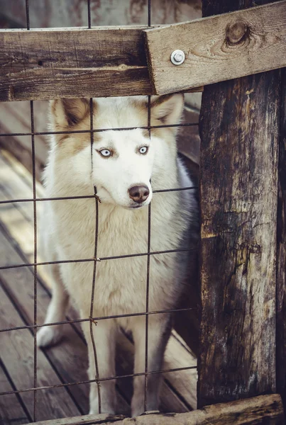 Husky dog in the cage