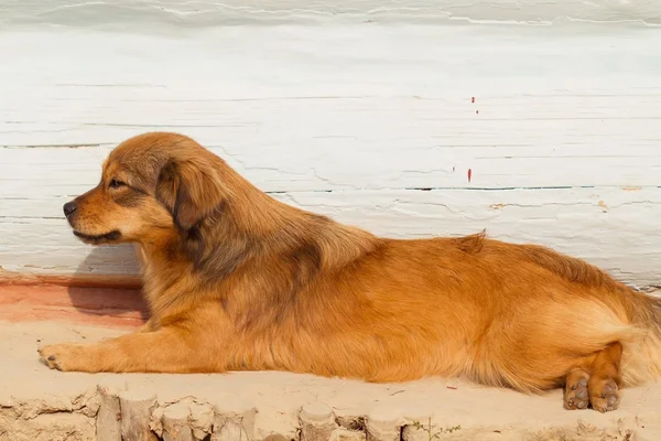 Red-haired dog