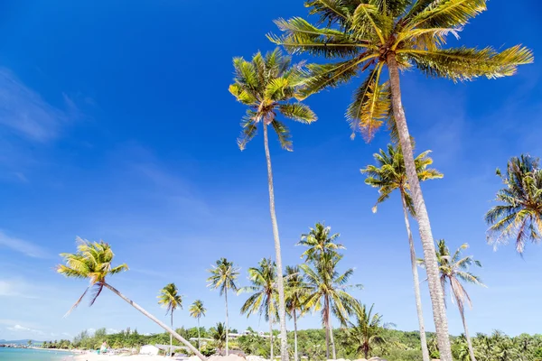Palm Trees landscape beach