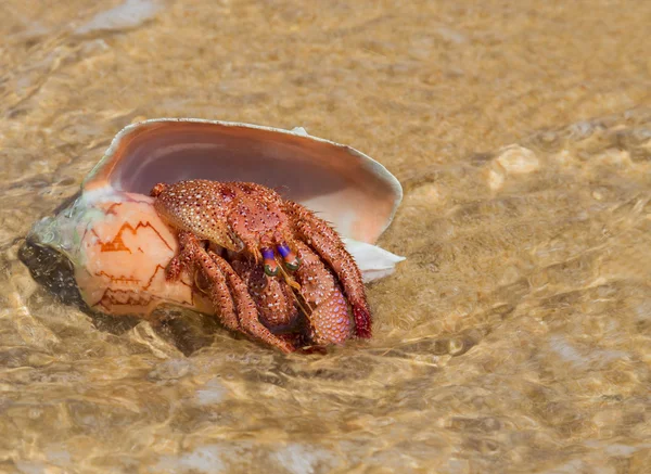 Hermit crab in the shell