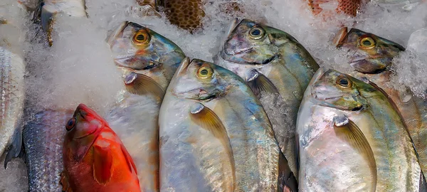 Seafood set on ice sea market