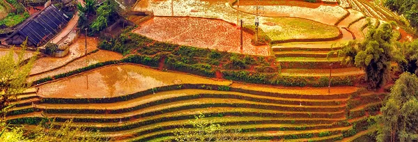 Terraced Rice Field hill