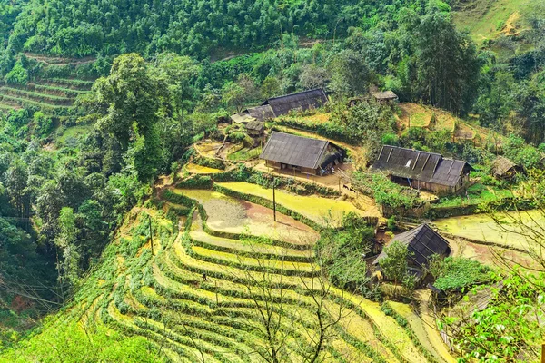 Rice fields on terraced mountain farm