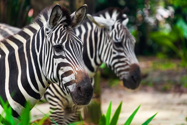 Zebra in park - animal background