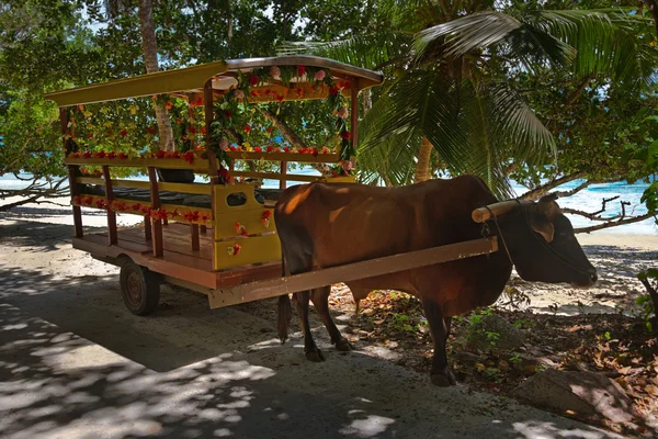 Buffalo cart for wedding ceremony - Seychelles