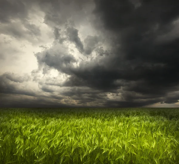 Green wheat and stormy sky