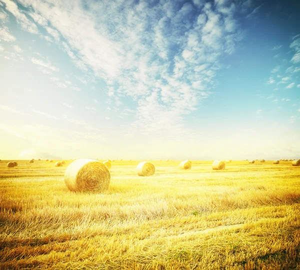 Hay-rolls on autumn meadow