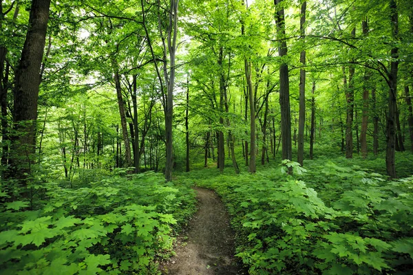 Morning green forest