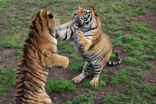 Two tigers playing with each other
