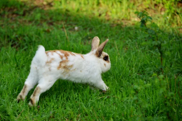 White rabbit with red spots on the summer grass jumping