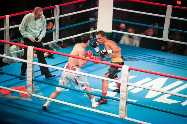 WBC EPBC boxing championship in Moscow
